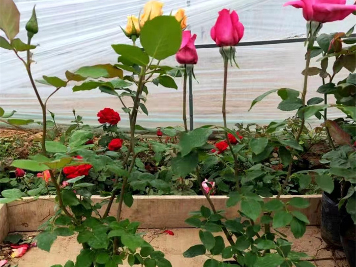 綠化苗木如何選購？